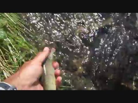 Pêche à la mouche en haute montagne 2013