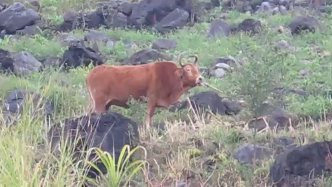 Boeuf