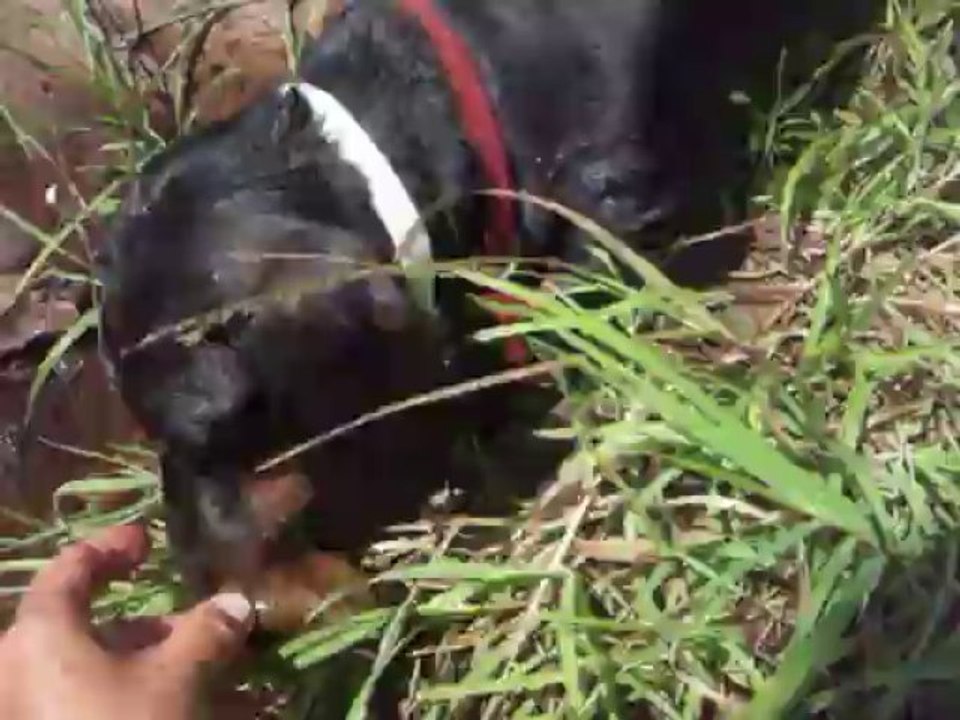 Chute de Charette Charlotte 5