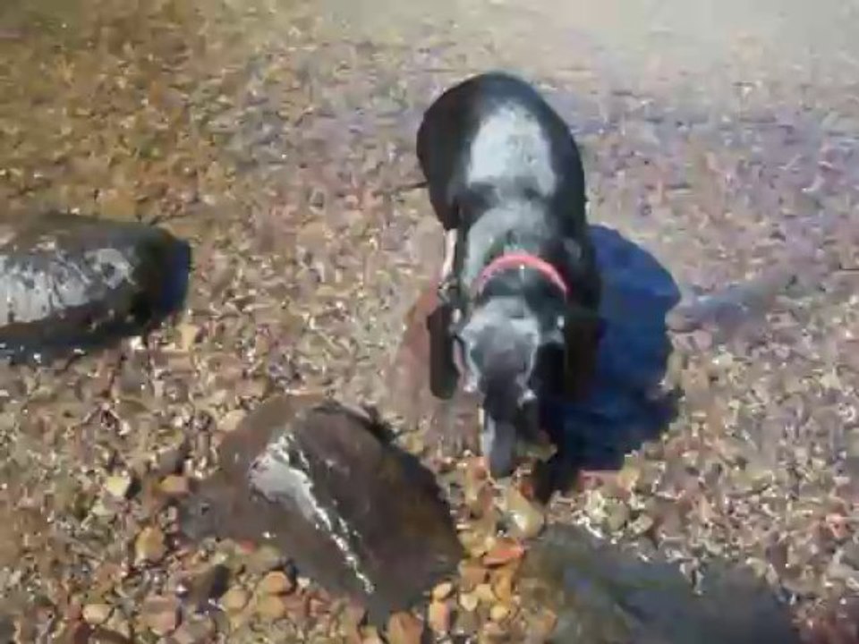 Chute de Charette avec ma teckel