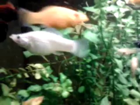 Aquarium - Molly Lyre, Dalmatien, Velifera, Guppy Et Platy