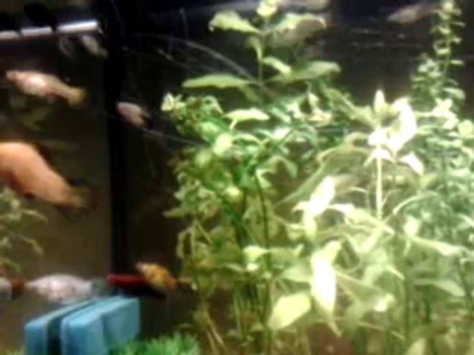 Aquarium - Velifera Chocolat et Albinos, Molly Lyre Dalmatien, Guppys Et Platys