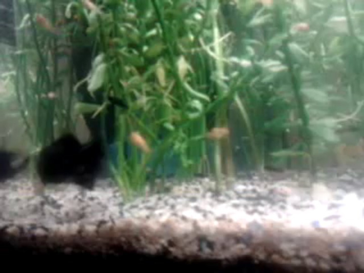 Aquarium Alevins Black Molly Guppy Molly Et Platy Video Dailymotion