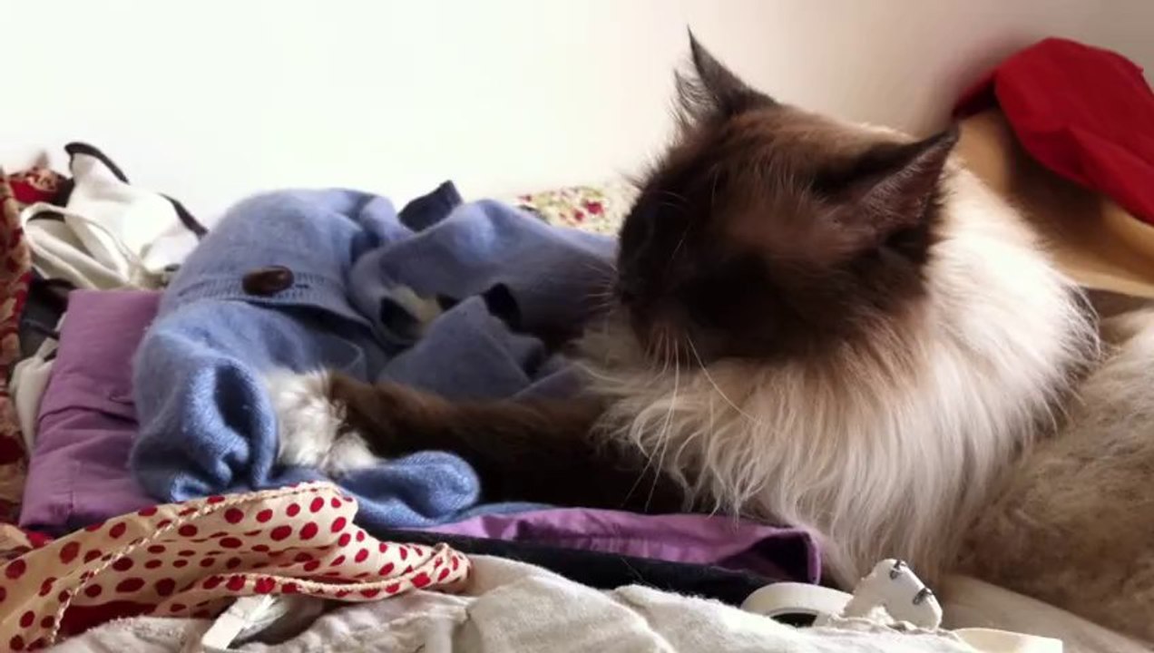 Shalimar et le pull