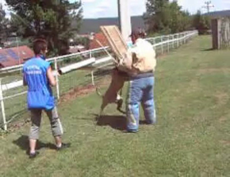 Entrainement mordant Héraclès du Domaine d'Orca