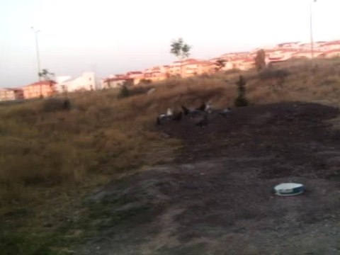 dumanlı yavru uzun seferlı oyunyor arifff 2013