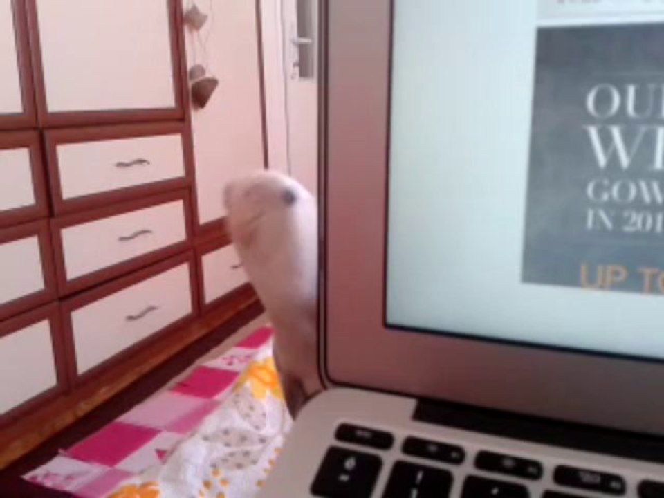 duman