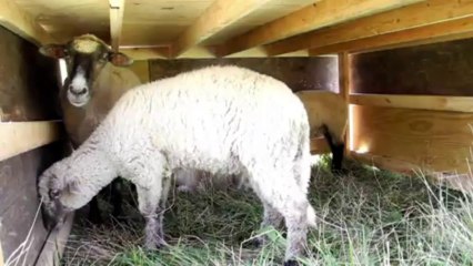 Animales jardineros en aeropuerto