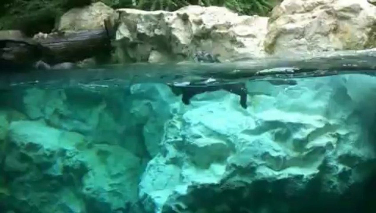 Parc animalier des Pyrénées - Argelès-Gazost - Ete 2013 (Yanni - The End of August)