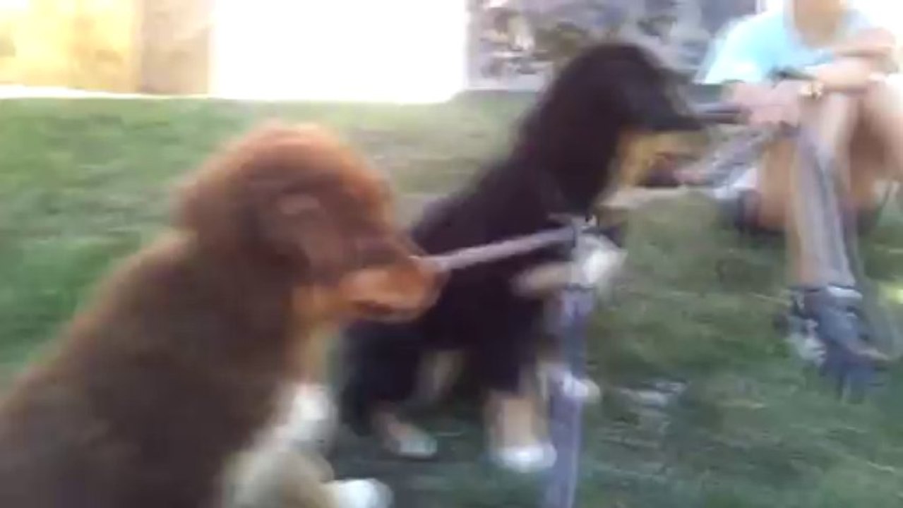 Les chiots de cap et fibule ont 2 mois