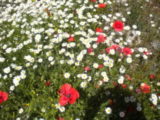 Corsica 2013-1 ère partie