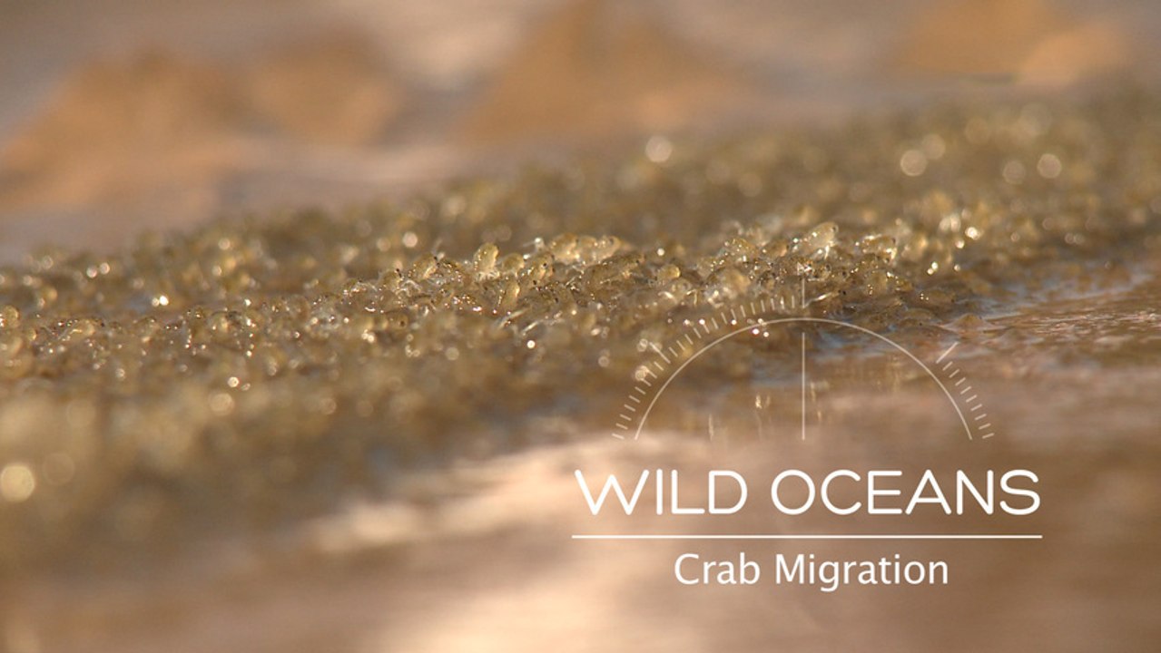 Rare Crab Migration