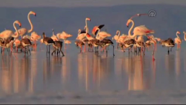 Flamingolar büyük yolculuğa hazırlanıyor