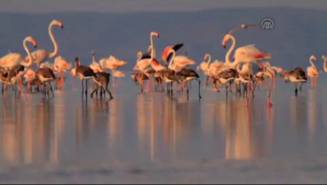 Flamingolar büyük yolculuğa hazırlanıyor