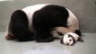 La maman Panda Géant réunie avec son bébé pour la première fois!!