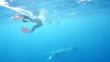 Letztes Rätsel: Forscher orten Sommerfrische von Zwergwalen