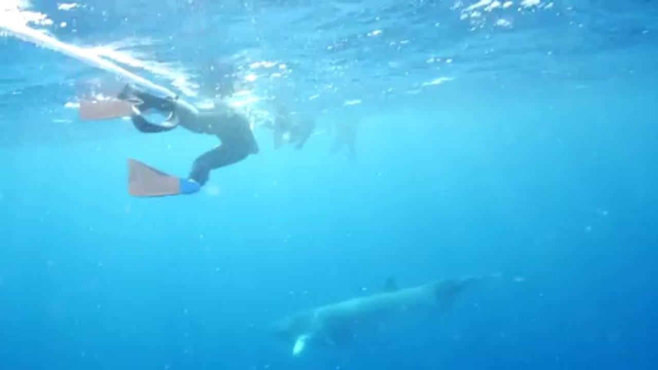 Letztes Rätsel: Forscher orten Sommerfrische von Zwergwalen