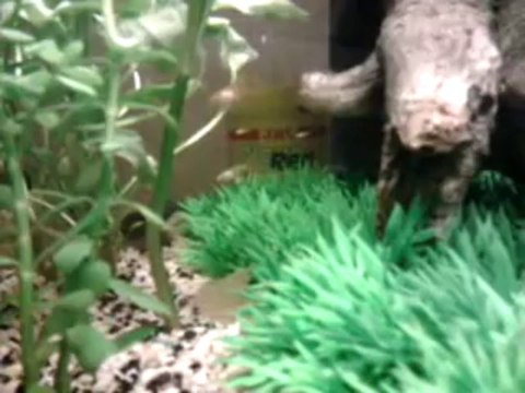 Aquarium - Vue D'ensemble Sur Mes Mollys, Guppys Et Platys