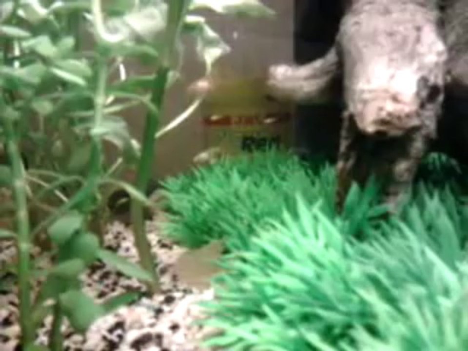 Aquarium - Vue D'ensemble Sur Mes Mollys, Guppys Et Platys