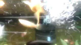 Aquarium - Mollys Lyre Et Velifera + Guppys