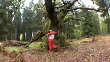 أقدم شجرة في ألمانيا: | يوروماكس