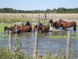 chevaux au bain