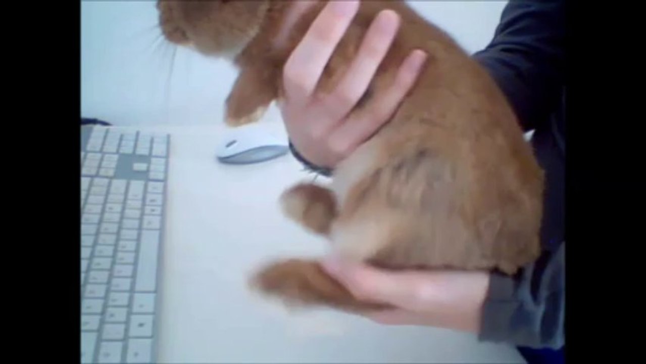 Comment bien porter son lapin?