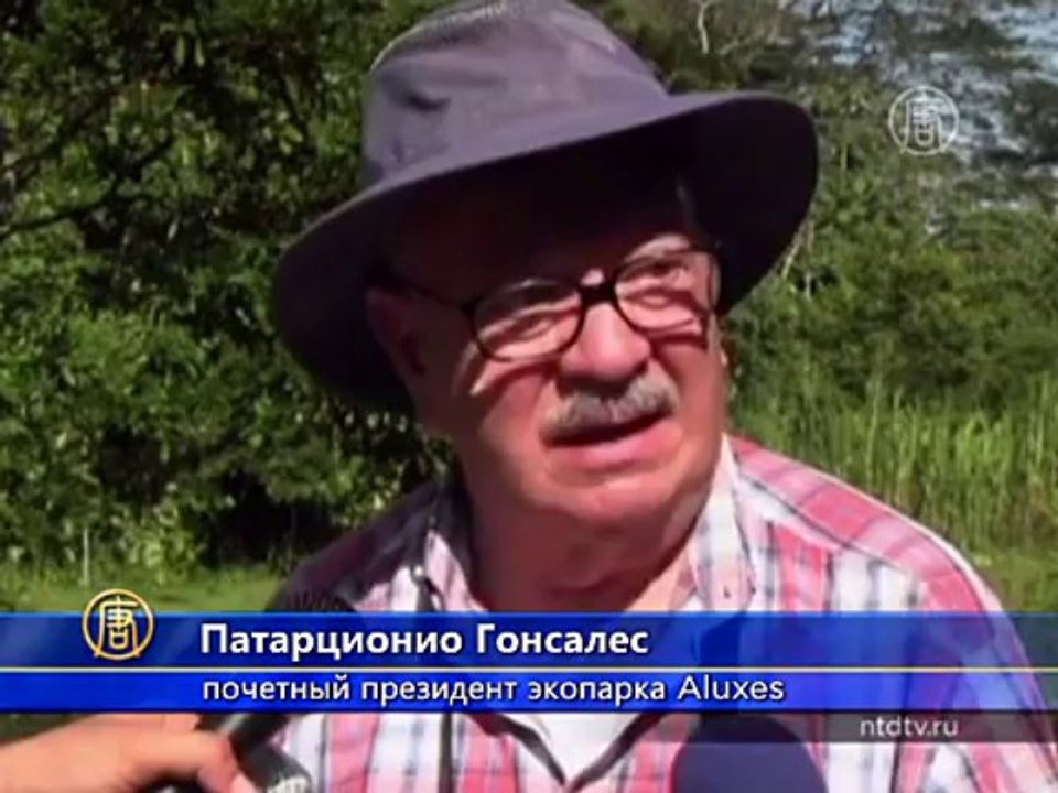 Мексика восстанавливает численность красных ара