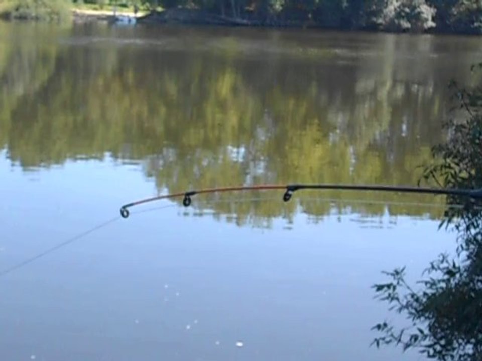 Touche d'un mulet en direct, sur un montage feeder