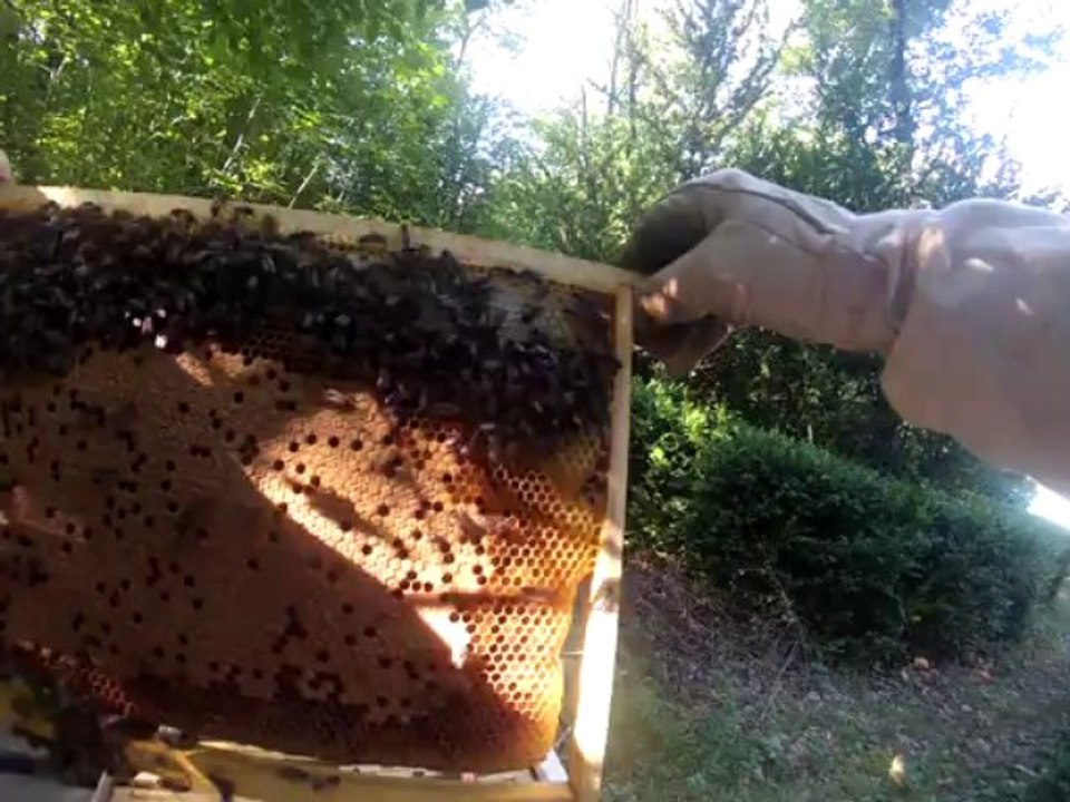 Au coeur de la ruche