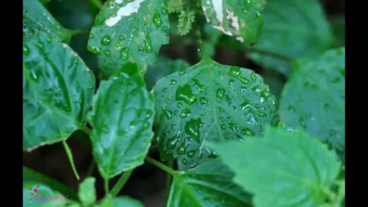 BOTTEGA VENETA Άρωμα EDP Σπρέυ