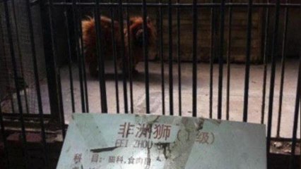 Chinese Zoo Disguises Dog as Lion