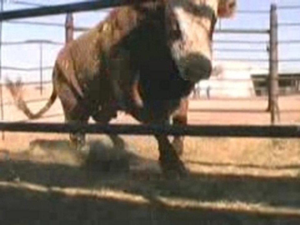 Taser-test-buffle