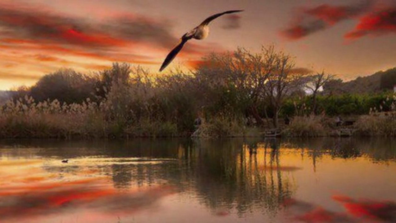 Melihat Gülses - -  Gece sessiz ve karanlık yine herşey uyumuş