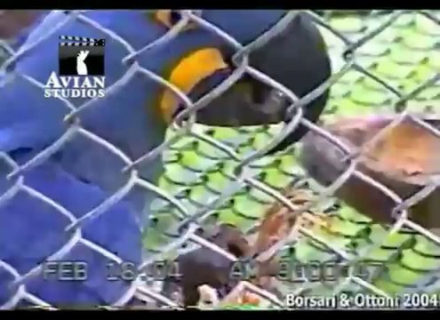 Ara papağanı kurumuş bitkileri ağızındaki fındığı sabitlemek için kullanıyor