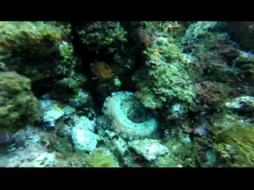 Plongée sous-marine - UCPA Sanary - Ete 2013