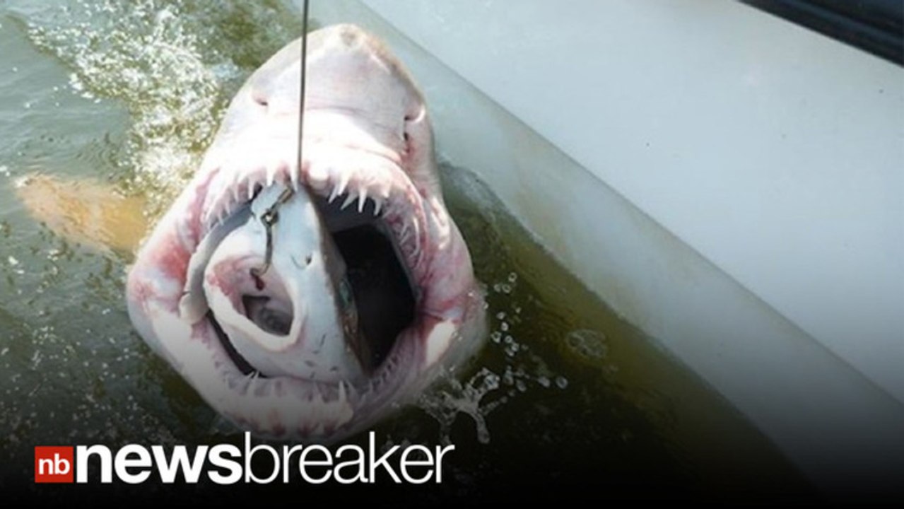 Amazing Photo of Fish Eaten By Shark Eaten By Bigger Shark video
