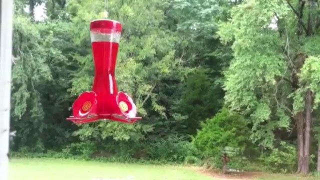 Humming Birds and Jason Mraz. How can you go wrong humming Mraz?