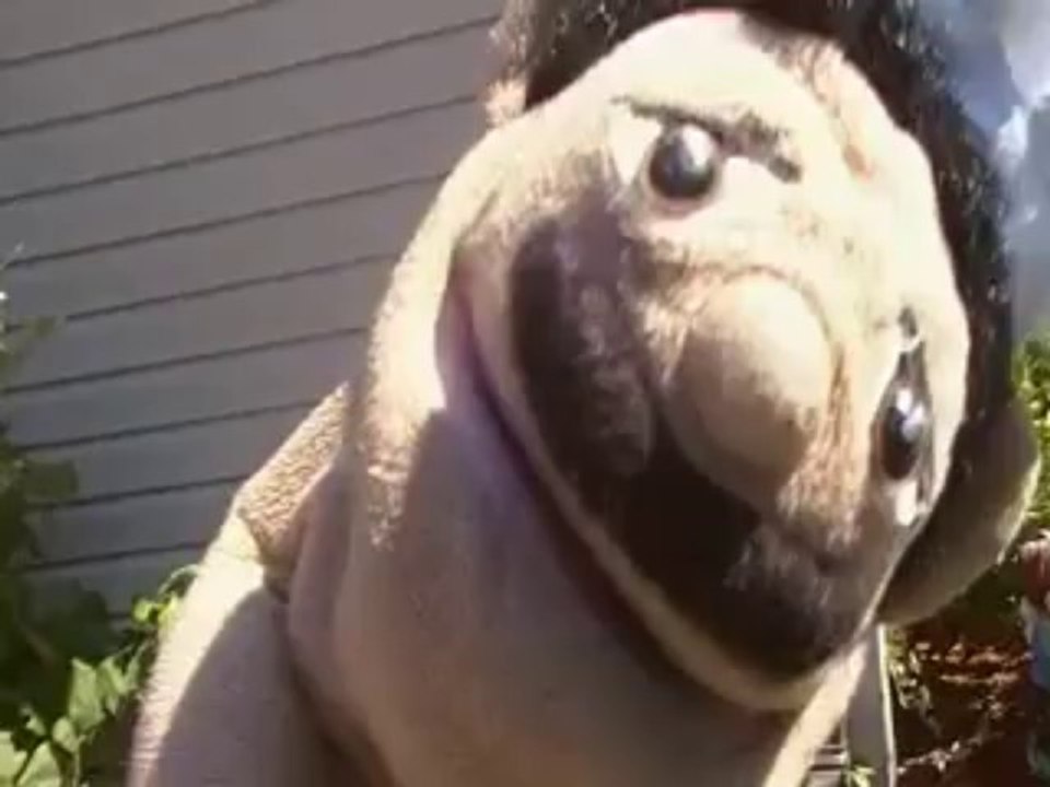 puppet parodie production  1 twillitgh parodie