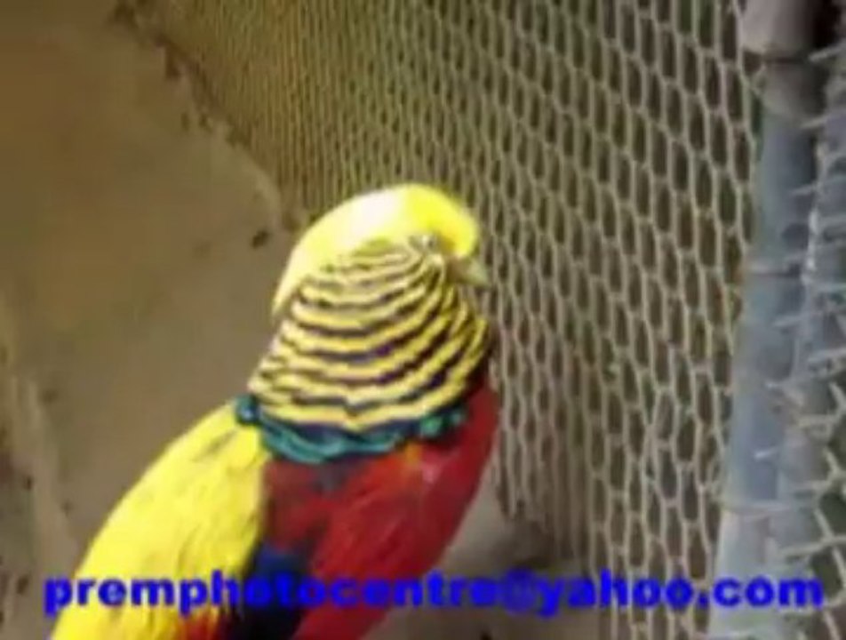 golden pheasant