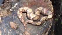 Decapitated snake biting its tail!! Awesome!!