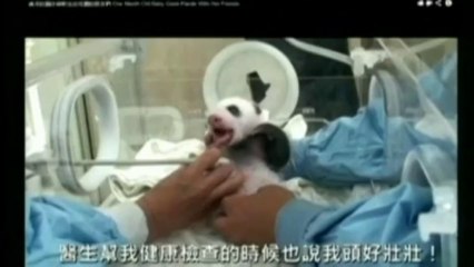 Les premières semaines du bébé panda Yuan Zai