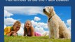 Obedience Training For Dogs Free 101 Dog Training Tips