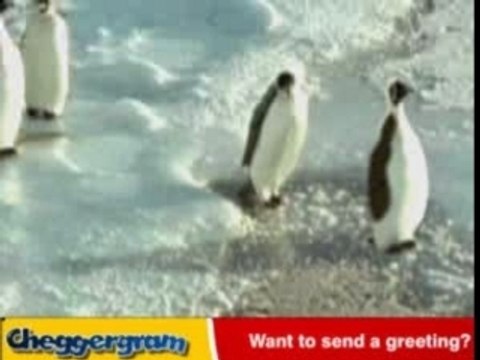 Deux pingouins trop marrants