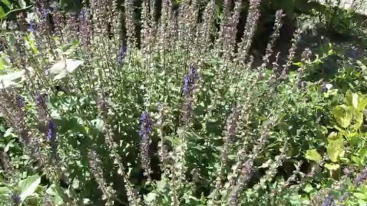 au jardin des simples