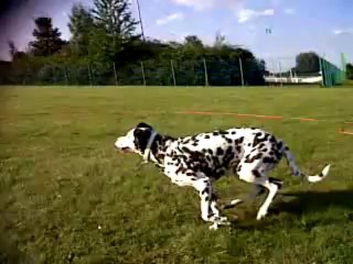 VID-20130810-00059