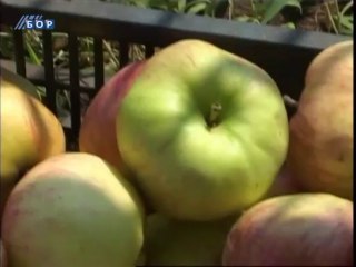 Budilica gostovanje (Darko Dragijević, Marija Bajat), 16. avgust 2013.