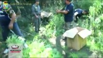 Scoperta a Campagnano piantagione di marijuana avvistata da elicottero. Arrestati su G.r.a 3 albanesi con oltre 4 chili in auto MER