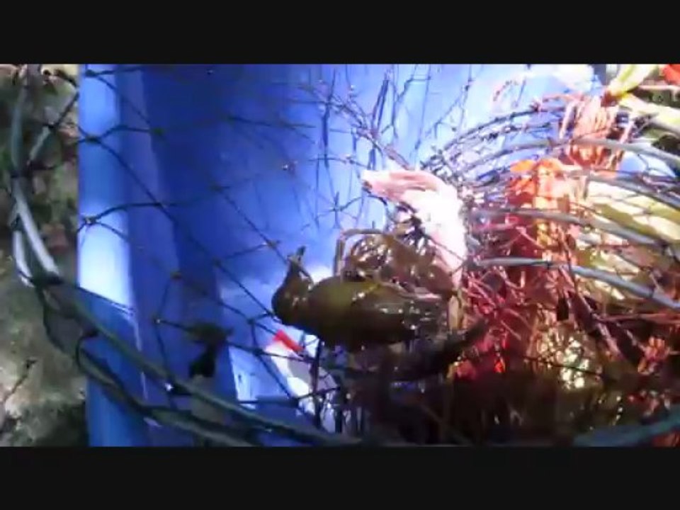 Ecrevisses à pattes blanches d'Ardèche 2013