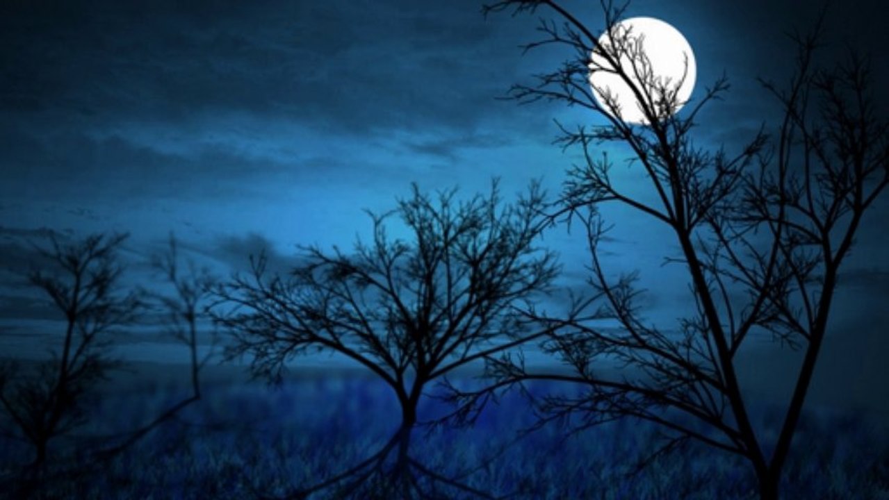 Neşe Dursun Saraç - - Çamlar arasından süzülürken mehtap neydi o akşam adalar